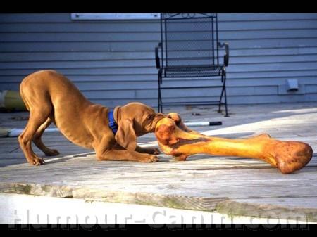 os plus grand que le chien